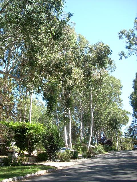 Street view 164 Via Anita