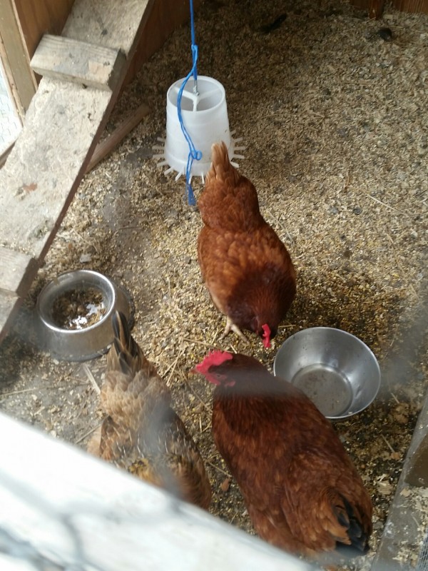 Chickens in Palos Verdes California